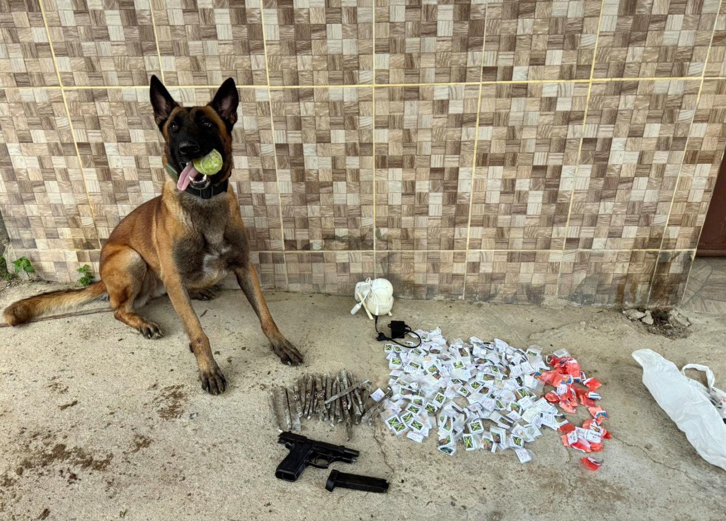 Batalhão de Ações com Cães - Volta Redonda